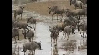Nature sounds from Africa - from the album 'Safari'