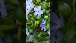 Барвинок малый - Vinca minor 13.05.23