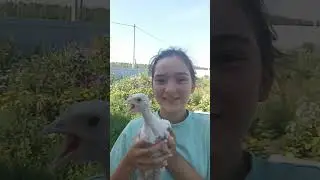 рост индюков #сельскоехозяйство#цыплята#индюки#рост