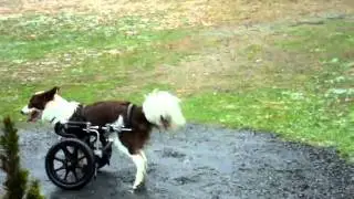An Eddie's Wheels front wheel dog wheelchair for Roosevelt