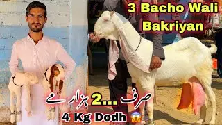 Muneer Goat Farm Top Quality Ki Bacho Wali Bakriyan | Goat Farming | Milking Goats | Bakra Mandi 