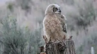 Owl Baby first Flight, Sticks Landing