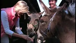 Carisbrooke Donkeys