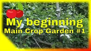 Main Crop Garden #1 (Where it all began)