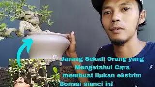 CARA MUDAH MEMBUAT LIUKAN EKSTRIM BONSAI SIANCI #bonsaiindonesia #bonsaiprogram #bonsaisianci