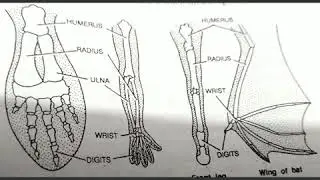 Homologous organs and Analogous organs