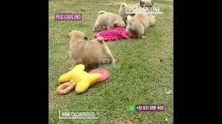 DIVERTIDO PUG CARLINO💖🤩 #petsonline #onlinepetx #cachorrospetsonline #peru #parati #viral #tiktok
