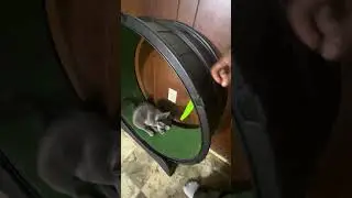 Trying to get Troy to use his cat wheel