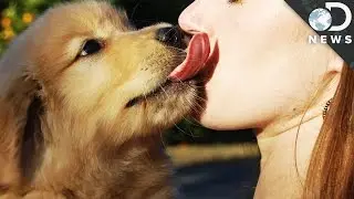 Should You Let A Dog Lick Your Face?