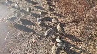 Northern Pintail Duck Vocalizations aka Squeezy Toy Symphony (male and female sounds)