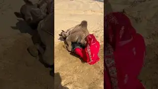 طفلة صغيرة تنتزع الماء بقوة من ظهر الجمل في مشهد يثير الدهشة 💧🐪😲