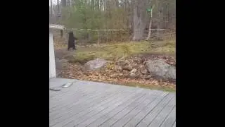 Bear in the backyard