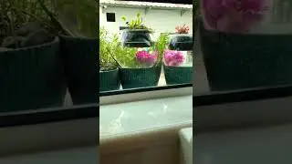 天天想见到美丽的九点花 #学到八十仍嫌少九点花