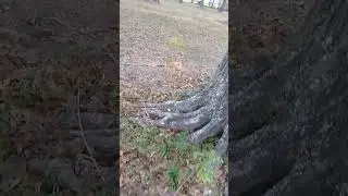 Walking in the park with my neighbor's dog fu🐶