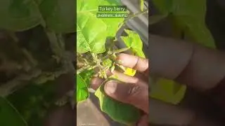 Turkey Berry / Sundakkai #turkeyberry