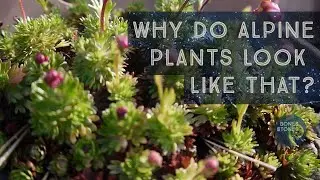 Why do alpine plants look like that?