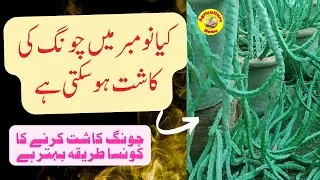 Growing Caralluma in November/ نومبر میں چونگ کی کاشت