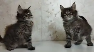 Котята мейн куны помет J . 3 кошечки 1 месяц и 1 неделя