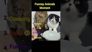 Ranking Funniest Animals Moment #funniest #funny #ranking #animals #usashorts #unitedstates