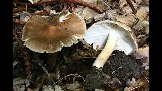 Inocybe maculata