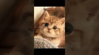 😻MEOW😻🩷#cats#edit#editing#song#music#animals#nature#funk#phonk#phnk#automobile#japan#trending#viral