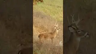 Bowhunting #feathersandfins #deerhunting #bowhunting #hunting #deerseason