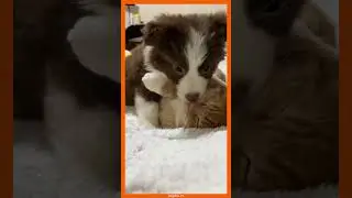 Ouch! When Puppy Love Comes with Tiny Bites 🐶💕 #shorts #catattitude #cuteanimal #adorablemoments