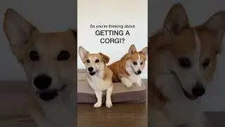 So you&rsquo;re thinking about getting a corgi? #corgi #corgilife #herdingdog