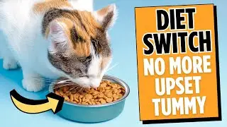 How to Change Your Cat&rsquo;s Diet Safely 🐾 (No Stress, No Tummy Troubles!)