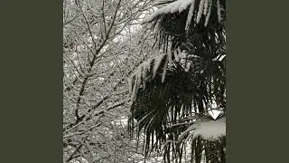 dragon tree