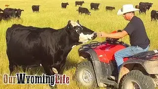 Checking on the Cows