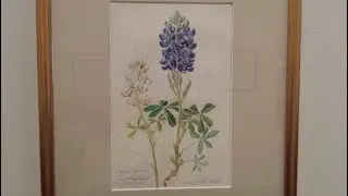 The McWhiney Art Collection: Buffalo Clover, Mary Motz Wills