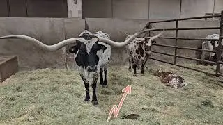 Завершение аукциона Eddie Wood Longhorn Sale 2026 года.