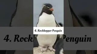 Top 10 Rare Penguin Species In The WORLD #short