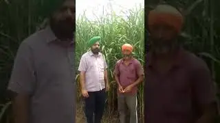 Multicut Bajra ss-11 -(khana) farmer view