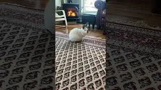 Wait for it&hellip;. #funny #bunny #pets #petchallenge #nameinspiration