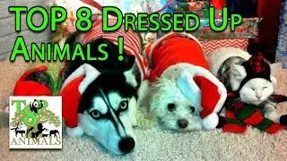 Top 8 Dressed Up Animals !