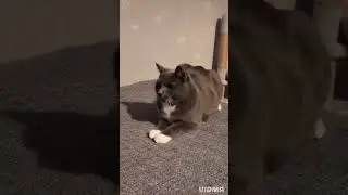 Funny Cat Moments@Toosi-Cat