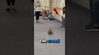 Ducklings parade 🦆🦆🦆 || #shorts #joy #thisiswherethefunbegins #trending