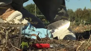 Looking to halt invasive wasps in N.Z. (New Zealand/UK) - ITV News - 19th October 2018