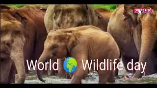 World wildlife day On 3rd March || World 🌎 wildlife day theme || Sustaining  all life on a earth
