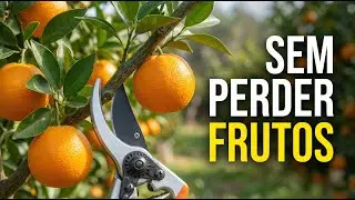 Como Podar C&iacute;tricas do Jeito Certo (Sem Perder Frutos)