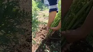 Efficient Carrot Harvesting: Best Methods for Easy Removal process #carrotfarming #carros