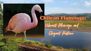 Chilean Flamingo: Vibrant Plumage and Elegant Posture #flamingo #chile #animals