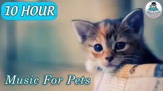 10 HOURS OF PET MUSIC! Relaxing Music to Soothe and Comfort Pets and Help Calm and Reduce Anxiety! 🐹