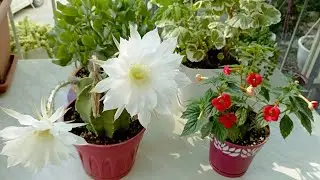 Çiçekli balkon turu 1.bölüm /10 K teşekkür ve sevgilerimle ❤