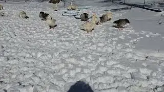 The geese and ducks playing in the snow #crazycritters #pets #geese #ducks #countrylife #farmlife