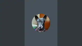 Breakfast with Banana and Pedigree Pro|Indian puppy| Desi Dog| Puppy| Puppies