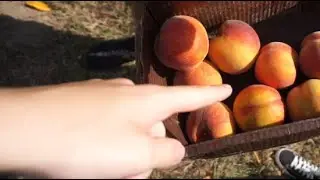 I ATE SO MANY - parkway orchards niagara falls