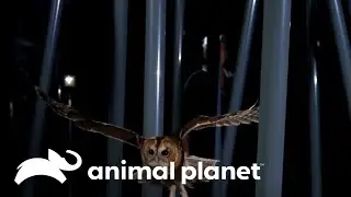 Corujas: os &aacute;geis ca&ccedil;adores noturnos | O Incr&iacute;vel Mundo Animal | Animal Planet Brasil